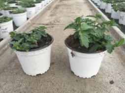 Verbene im Vergleich